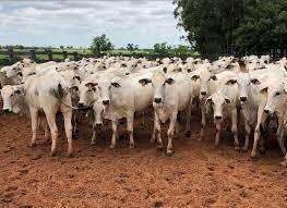 N�o h� pend�ncias para o Brasil voltar a vender carne � China, diz ministro