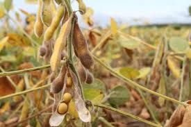 Soja da continuidade �s baixas da �ltima sess�o e Chicago abre em baixa nesta 3�