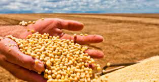 EUA 23/24: USDA traz �rea de soja igual � estimada no Outlook Forum, mas projeta crescimento no milho