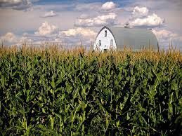 Soja e trigo fecham em alta em Chicago com impulso do mercado de energia