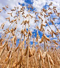 Argentina autoriza prorroga��o de embarques de soja por 60 dias