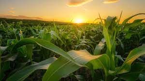 Pre�os ao produtor agropecu�rio iniciam ano em queda