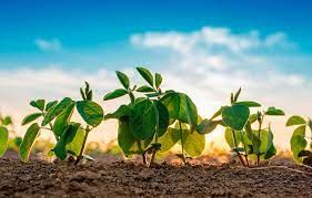 Proje��o da safra brasileira de soja 2022/23 � aumentada novamente