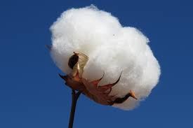 Algod�o: volume de importa��o do Brasil cai 86,4%