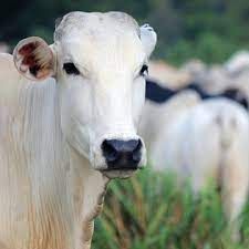 Com efeitos do mal da vaca louca, m�dia di�ria exportada de carne bovina recua 29,6% em mar�o/23