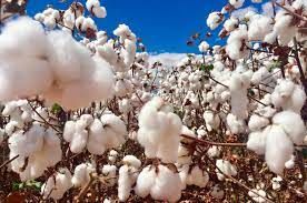 Algod�o do Brasil pode sofrer press�o de pre�os mais baixos em 23/24
