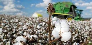 Comercializa��o do algod�o no Mato Grosso
