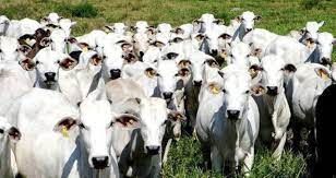 Exporta��o de animais vivos: