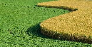 Gr�os/Eua: USDA deve projetar aumento da �rea de milho e soja em 2023