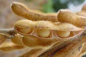 StoneX eleva previs�o de safra de soja do Brasil com ajuste na �rea e produtividade