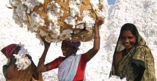 Estoques de algod�o da �ndia podem cair