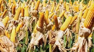 Mercado Externo  do m ilho