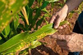 Aprosoja MS: Cigarrinha-do-milho: desafios do manejo de enfezamentos e viroses