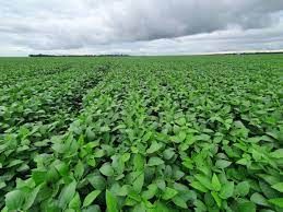 Soja: Mercado opera est�vel em Chicago nesta 3�