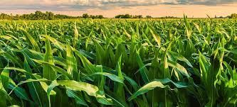 Estimativas para o milho