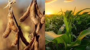 Exporta��es de soja e milho dos EUA se animam com retorno da China