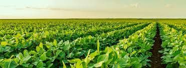 Cota��es recuam, mas quedas s�o limitadas por d�lar e melhora na liquidez