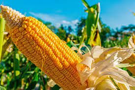 Milho/Cepea: Com perspectiva de produ��o alta, pre�o segue em queda