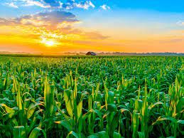 Chicago se apoia em compras da China e sobe 3,5% na semana