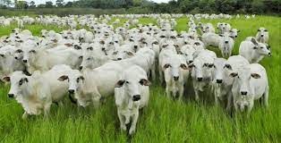 Volume exportado de carne bovina atingiu 43,2 mil toneladas