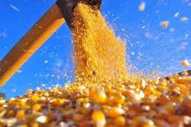 Milho fecha mais um dia de recuos na B3