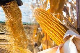 Oferta e demanda do milho no MT