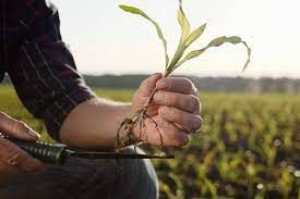 Inoculantes podem aumentar a produtividade do milho em 20%