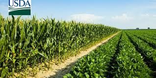 USDA traz plantio de soja nos EUA acima dos esperado e superando safra anterior