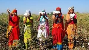 Produ��o de algod�o da �ndia cair� ao n�vel mais baixo em 14 anos,