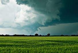 Chuvas previstas para abril podem melhorar condi��es das pastagens em Mato Grosso