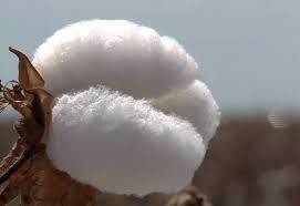 Valores internos  do algod�o seguem em queda e se aproximam da paridade de exporta��o