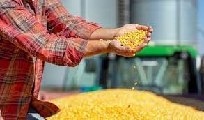 Milho tem semana de press�o com safra do BR