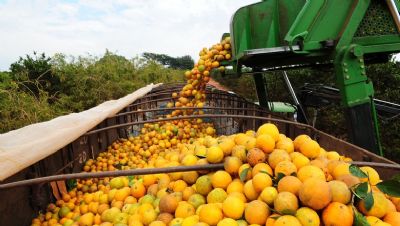 Citros: Com demanda abaixo da oferta, laranja pera se desvaloriza
