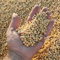 Pre�o da soja dispon�vel em Mato Grosso continua aumentando