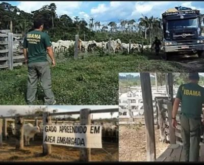 Ibama apreende 500 mil cabe�as de gado e embarga fazendas no Norte do pa�s