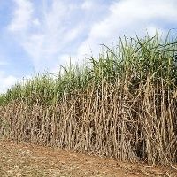 Corteva Agriscience marca presen�a na Abertura de Safra Cana, A��car e Etanol, em Ribeir�o Preto