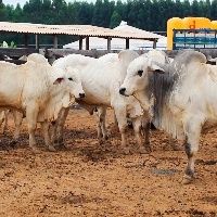 Movimento de alta segue firme, com sustenta��o vinda da pecu�ria