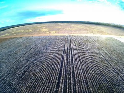 Colheita de algod�o chega a 300 @/ha no Vale do Araguaia
