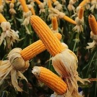 KWS Sementes realizar� mais um evento da s�rie Agroservice Digital