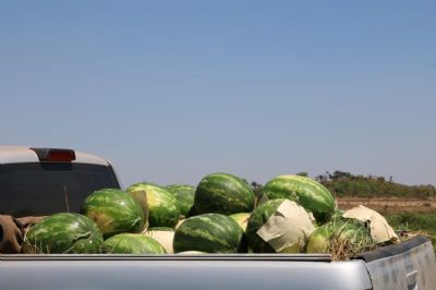 Sitiante de Confresa deve fechar o ano com produ��o de quase 2 toneladas de melancias