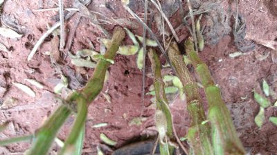 Comunicado da Embrapa sobre abortamento de vagens de soja na safra 2020/21