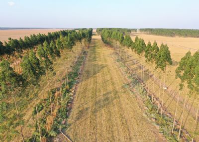 Lavoura pode manter produtividade mesmo com �rvores crescidas em sistemas ILPF