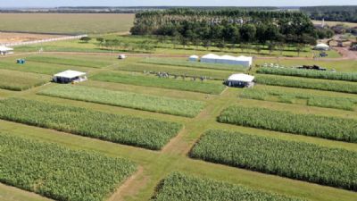 Sinop: pesquisa aponta alternativa com economia de R$,1 2 mil/hectare no uso de cons�rcios forrageiros de 2�safra