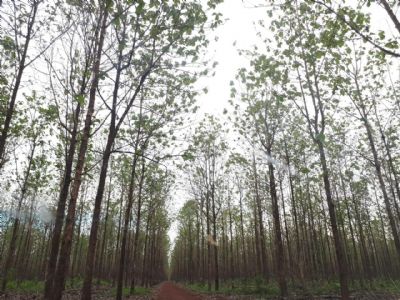 Produtor com floresta plantada para fim comercial precisa se cadastrar no Indea