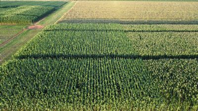 Dificuldades na identifica��o dos sintomas do complexo de doen�as no milho geram d�vidas no campo