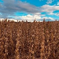 China paga menos por soja com fim da Guerra Comercial