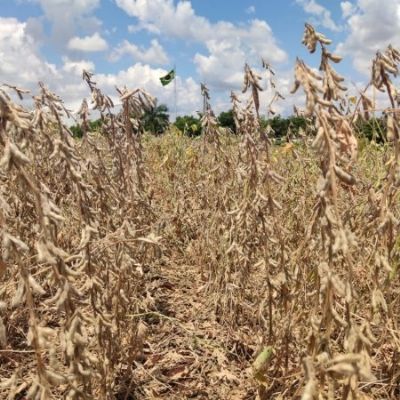 Soja: Mercado intensifica baixas na Bolsa de Chicago em dia de forte avers�o ao risco no financeiro