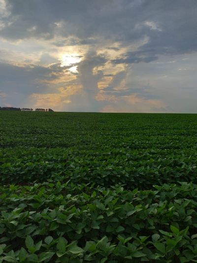 Cota��o da Soja em Mato Grosso tem 3� aumento seguido e m�dia vai a R$ 77