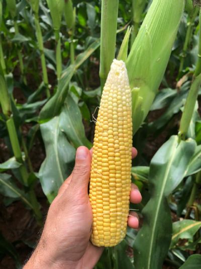 Milho: mercado em Chicago come�a com quedas nesta sexta-feira (1)