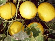 Brasil fecha acordo e vai exportar mel�o para China